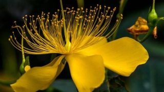 星空体育app下载_继布朗宁后恒大欲再归化一边路快马!能突善射未来将挑起边路大梁(图2) 星空体育APP网站