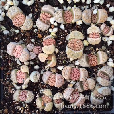 星空体育app下载